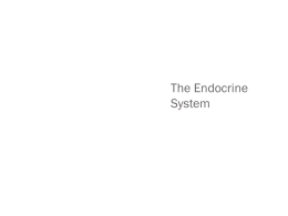 Endocrine System Part 2