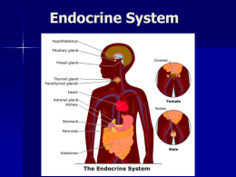 Endocrine System - McCulloch Intermediate School