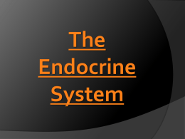 Glands of the Endocrine System