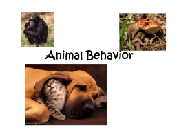 Animal Behavior