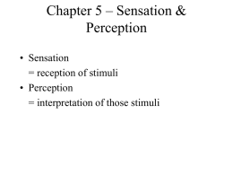 Chapter 5 - Infancy/Perception