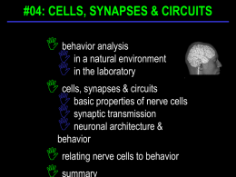 relating nerve cells to behavior