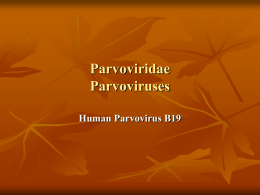 Human parvovirus B19