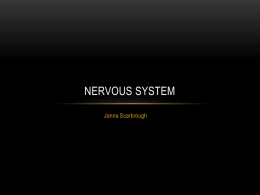 Nervous system - local