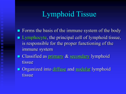 Lymphoid Tissue ( fa..