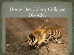 Honey Bee Colony Collapse Disorder
