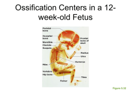 Ossification and Fractures