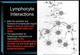 Lymphocyte Interactions and Immune Responses