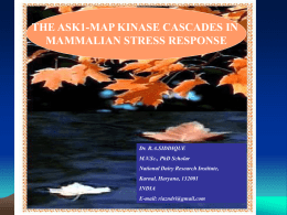 the ask1-map kinase cascades in mammalian stress response