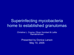 Superinfecting mycobacteria home to established granulomas