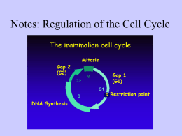 Notes: Regulation of the Cell Cycle