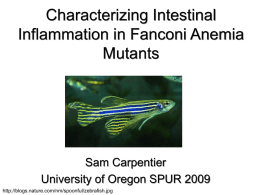 Inflammation in Fanconi Anemia Zebrafish Mutants