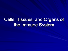 Organs and Tissues of the Immune System