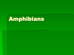A37-Amphibians