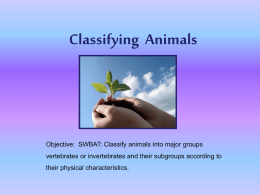 Animals are classified into two major groups vertebrate and