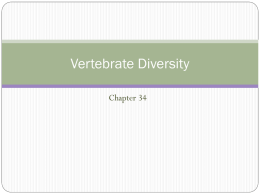 Vertebrate Diversity