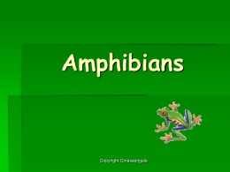 Amphibians - Biology Junction