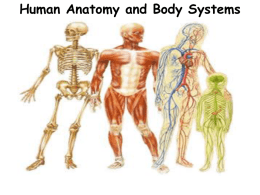 Human Anatomy and Body Systems The 11 Human Body Systems