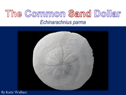 The Common Sand Dollar Powerpoint