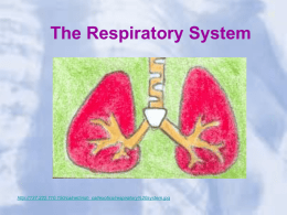 The Respiratory System - Mrs. Grigar