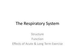 The-Respiratory-System-PowerPoin