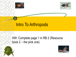 Intro To Arthropods