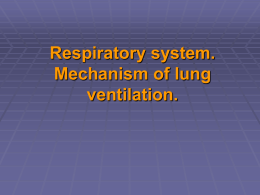Respiratory system. Mechanism of lung ventilation.