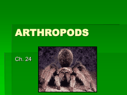 Examples of Arthropods