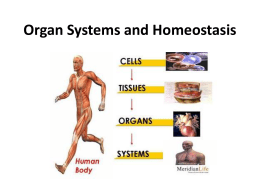 Organ Systems and Homeostasis - Mr. St. Peter's