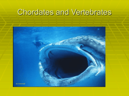 Chordates and Vertebrates