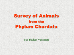 Survey of Animals from the Phylum Chordata