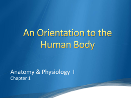 Orientation to the Human Body