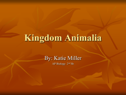 Kingdom Animalia - North Community High School