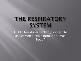 The Respiratory System
