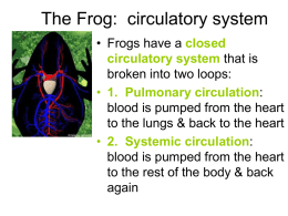 The Frog: circulatory system