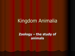 Kingdom Animalia - Corner Brook Regional High