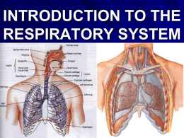 ANATOMY OF THE RESPIRATORY SYSTEM (OVERVIEW)