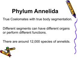 Phylum Annelida - College Heights Secondary