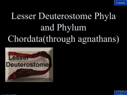 Lesser Deuterostome Phyla and Invertebrate members of