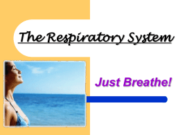 The Respiratory System - mrbemrose / FrontPage