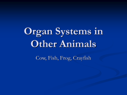 Organ Systems in Other Animals
