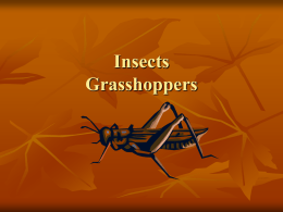 Insects Grasshoppers