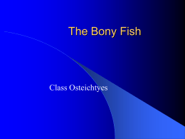 The Bony Fish - Canton Area School District