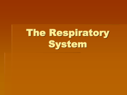 The Respiratory System - School District of New Berlin