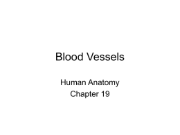 Blood Vessels - El Camino College