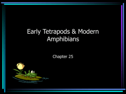 Early Tetrapods & Modern Amphibians