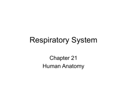 Chapter 21- Respiratory