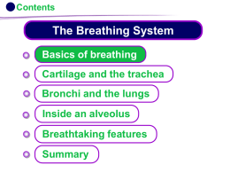 KS4 The Breathing System