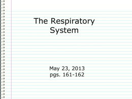 Respiratory System Alveoli 7. Air enters lungs, main organs of