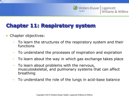 Chapter 11: Respiratory system
